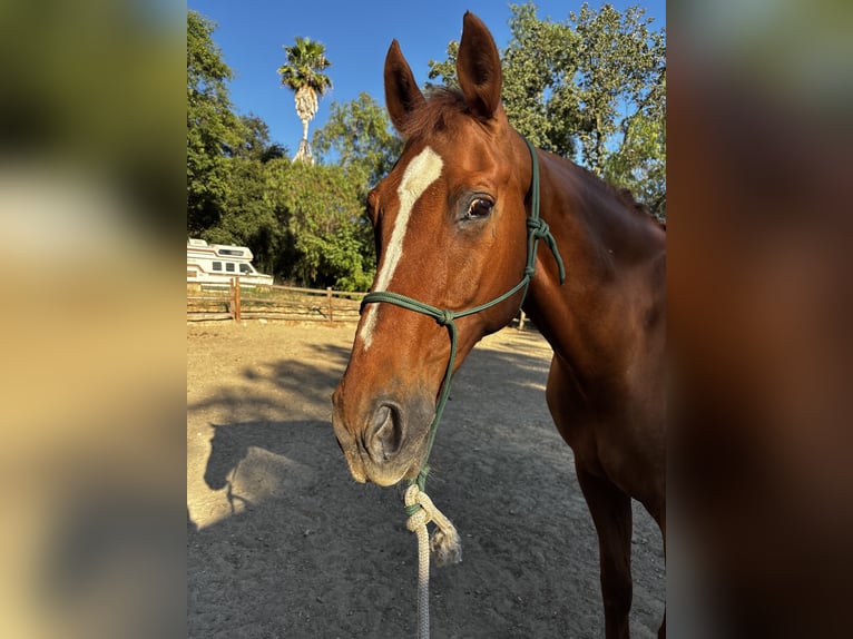 Oldenburg Castrone 9 Anni 163 cm Sauro scuro in Agoura Hills