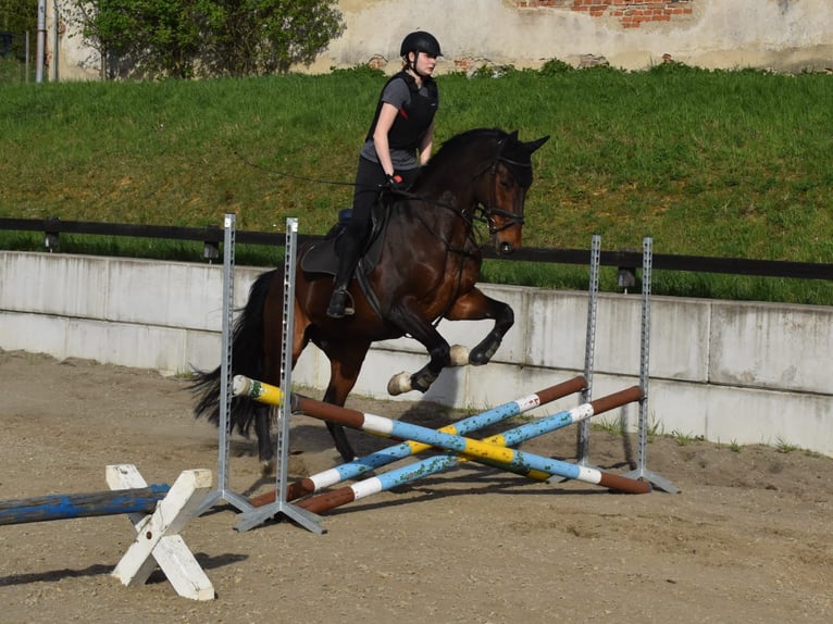 Oldenburg Castrone 9 Anni 168 cm Baio in Havlickuv Brod