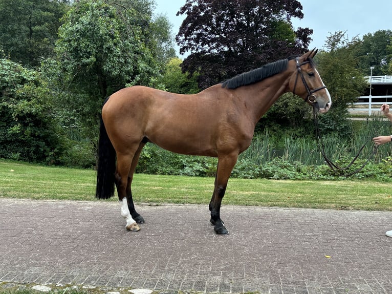 Oldenburg Castrone 9 Anni 168 cm Baio in L&#xFC;tjensee