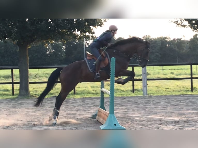 Oldenburg Castrone 9 Anni 168 cm Baio scuro in Düsseldorf