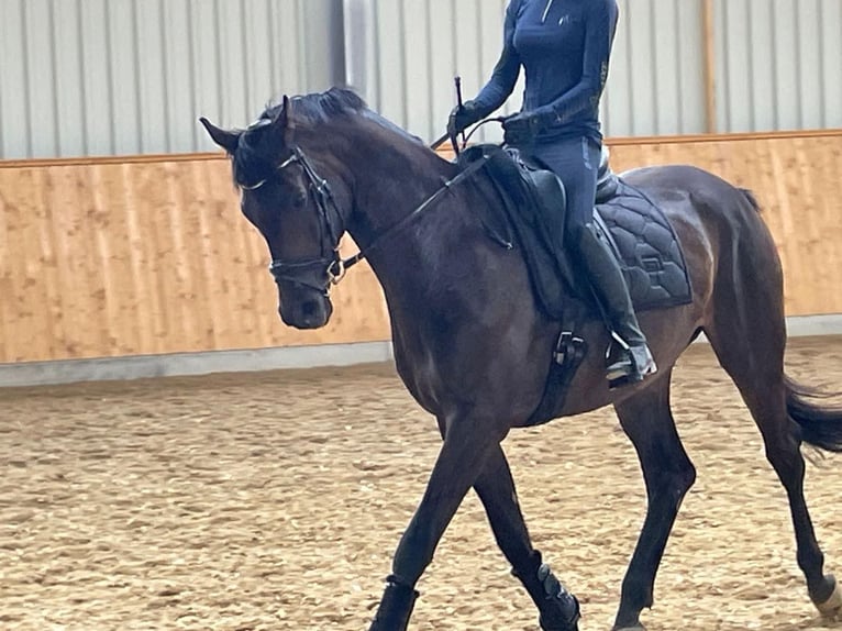 Oldenburg Castrone 9 Anni 169 cm Baio scuro in Neunkirchen am Brand