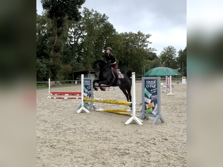 Oldenburg Castrone 9 Anni 170 cm Baio nero in Wedemark