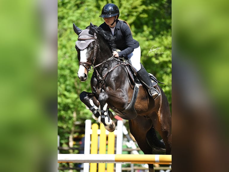 Oldenburg Castrone 9 Anni 170 cm Baio nero in Flörsheim