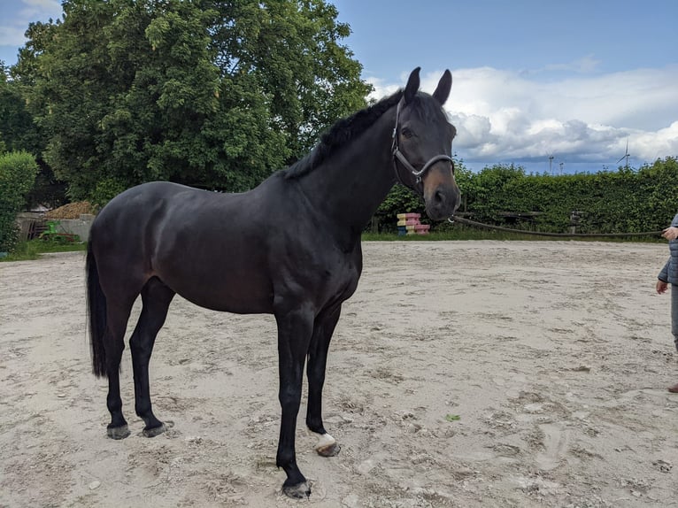 Oldenburg Castrone 9 Anni 170 cm Baio nero in Biedesheim