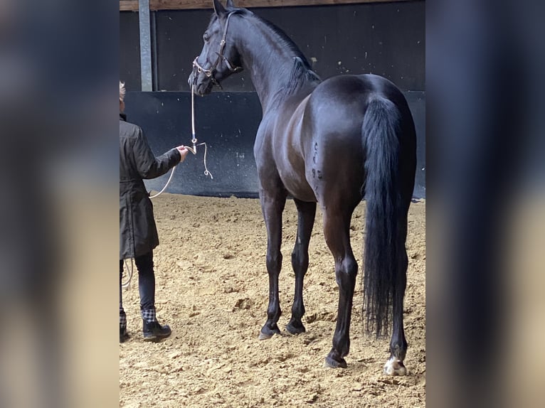 Oldenburg Castrone 9 Anni 170 cm Morello in Bad Camberg