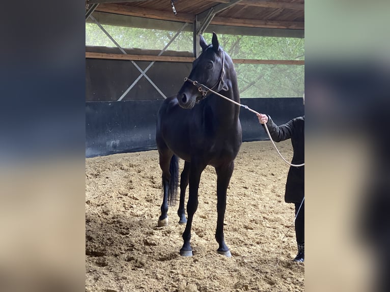 Oldenburg Castrone 9 Anni 170 cm Morello in Bad Camberg