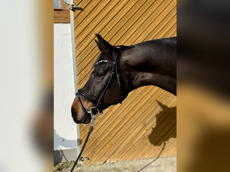 Oldenburg Castrone 9 Anni 171 cm Baio scuro in Stockelsdorf