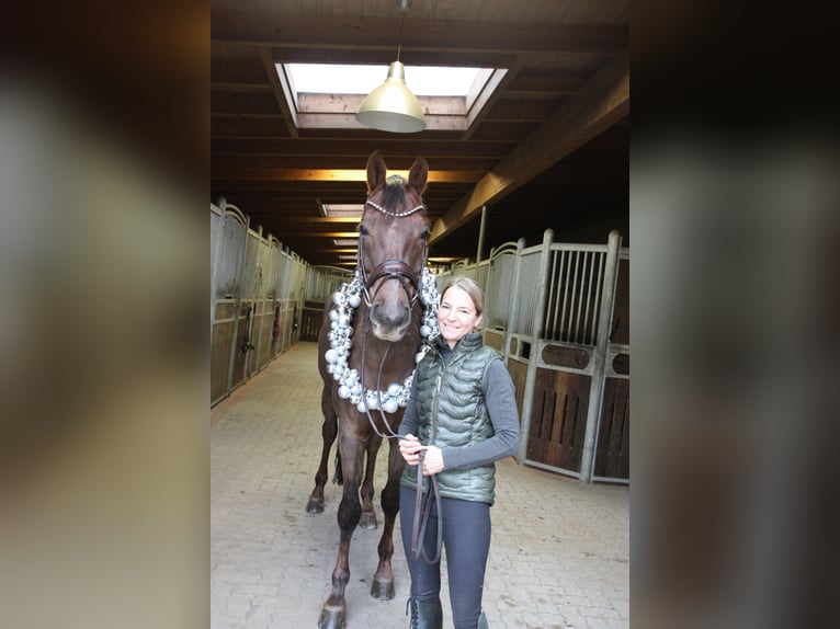 Oldenburg Castrone 9 Anni 171 cm Sauro scuro in Hoisdorf