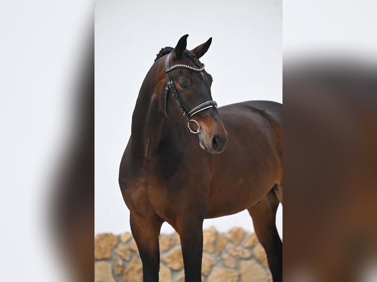 Oldenburg Castrone 9 Anni 172 cm Baio scuro in Tauberrettersheim