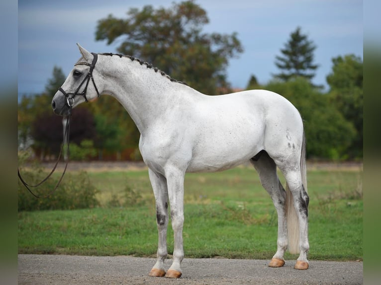 Oldenburg Castrone 9 Anni 172 cm Grigio in Bekesszentandras