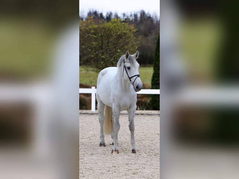 Oldenburg Castrone 9 Anni 172 cm Grigio in Korntal-Münchingen