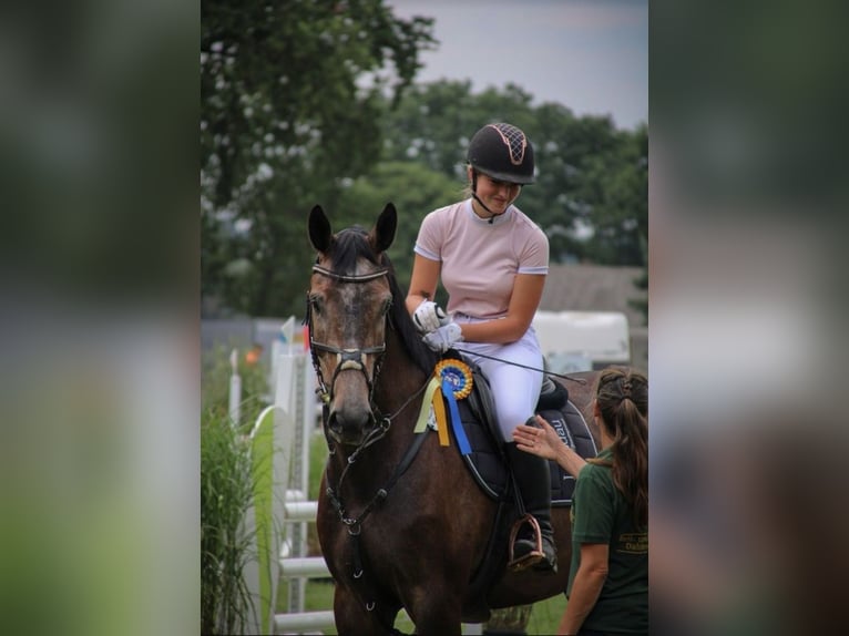 Oldenburg Castrone 9 Anni 173 cm Grigio in Appen