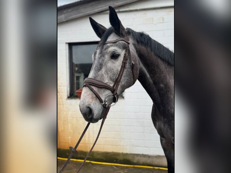 Oldenburg Castrone 9 Anni 173 cm Grigio in Appen