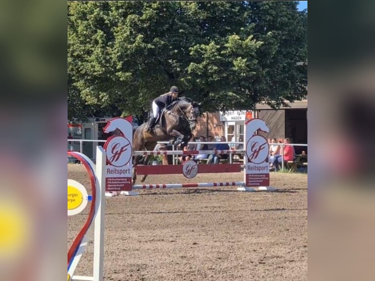 Oldenburg Castrone 9 Anni 173 cm Grigio in Appen