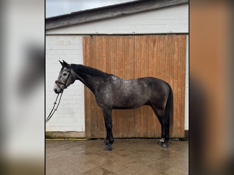 Oldenburg Castrone 9 Anni 173 cm Grigio in Appen