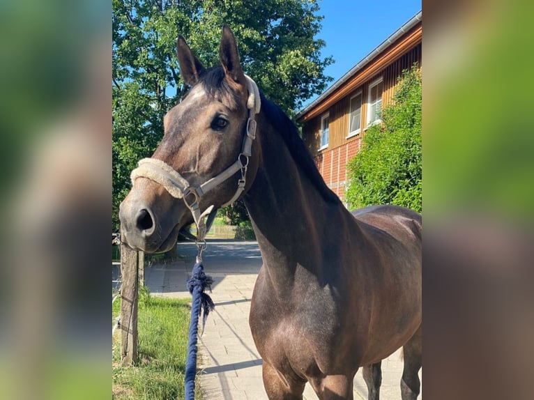 Oldenburg Castrone 9 Anni 173 cm Grigio in Appen
