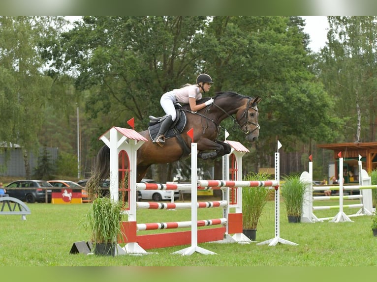 Oldenburg Castrone 9 Anni 173 cm Grigio in Appen