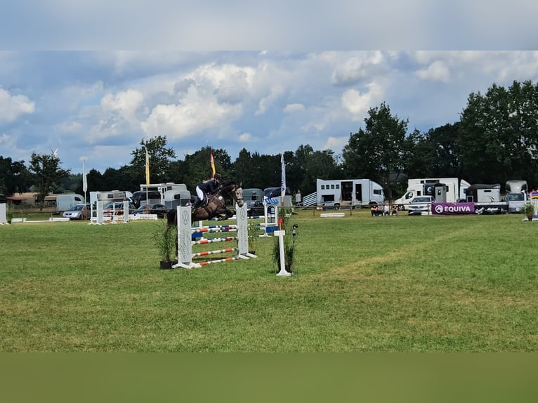 Oldenburg Castrone 9 Anni 173 cm Grigio in Appen