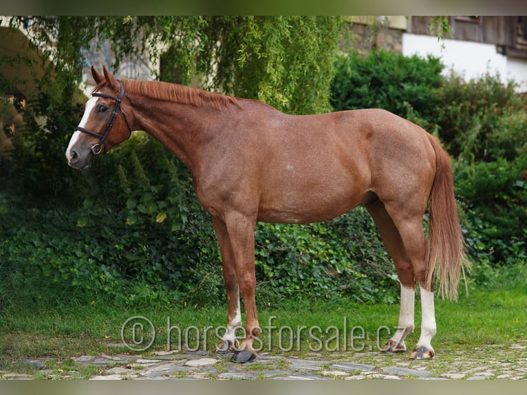 Oldenburg Castrone 9 Anni 174 cm Sauro in Benesov