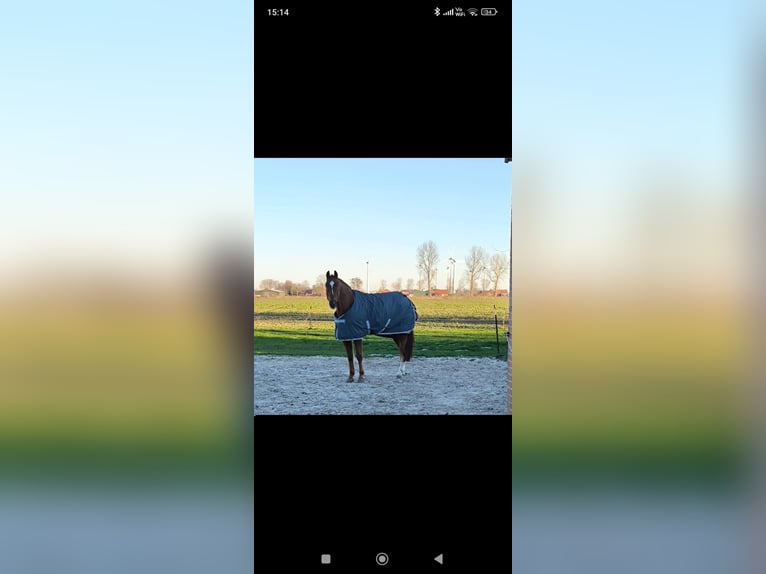 Oldenburg Castrone 9 Anni 174 cm Sauro in Emden