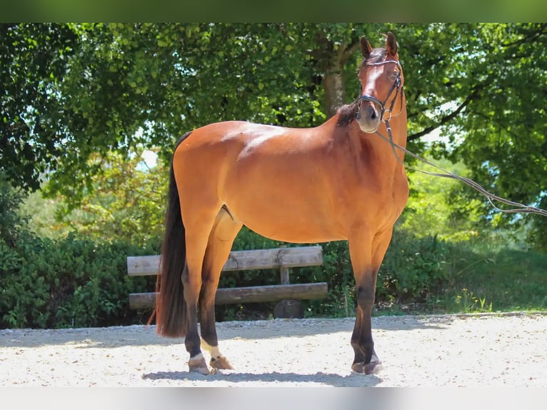 Oldenburg Castrone 9 Anni 175 cm Baio in Tuntenhausen