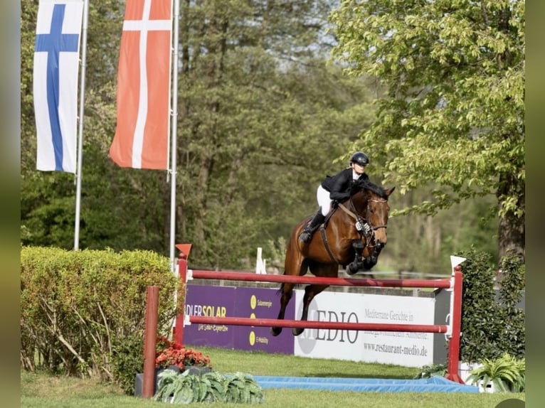 Oldenburg Castrone 9 Anni 176 cm Baio in Zeven