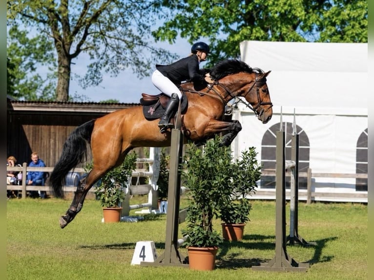 Oldenburg Castrone 9 Anni 176 cm Baio in Zeven