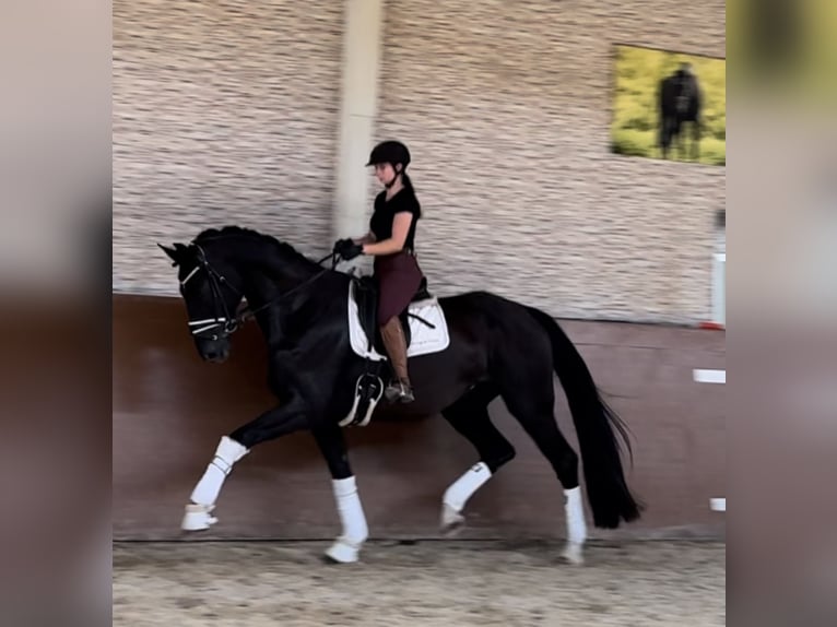 Oldenburg Castrone 9 Anni 176 cm Morello in Wehringen