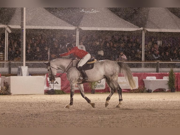 Oldenburg Castrone 9 Anni 179 cm Grigio in Biberist SO