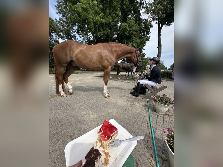 Oldenburg Castrone 9 Anni 179 cm Sauro in Bassum