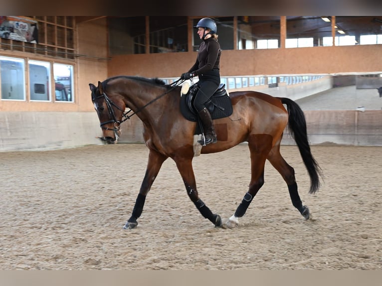 Oldenburg Castrone 9 Anni 186 cm Baio in Gossau ZH