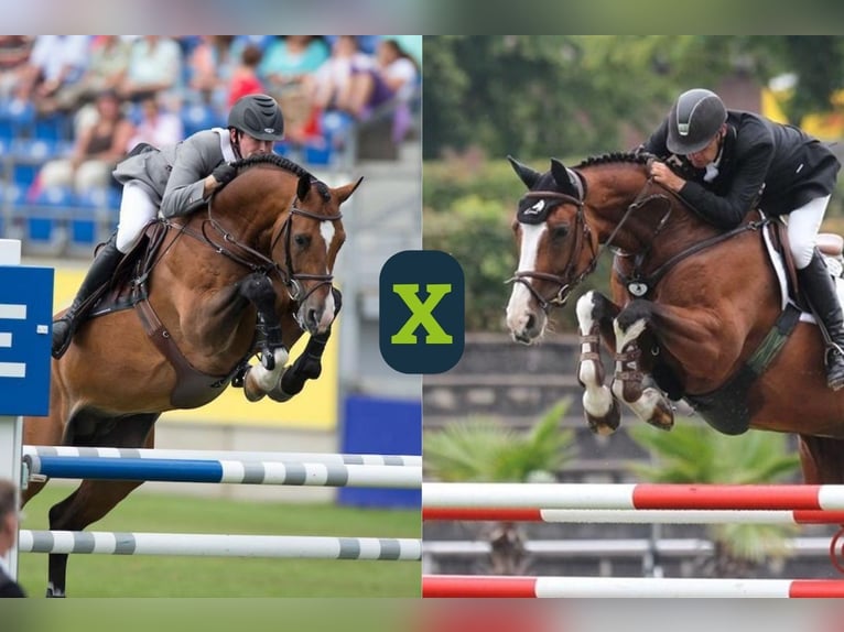 Oldenburg Sconosciuto Embrione  in WK Heerde