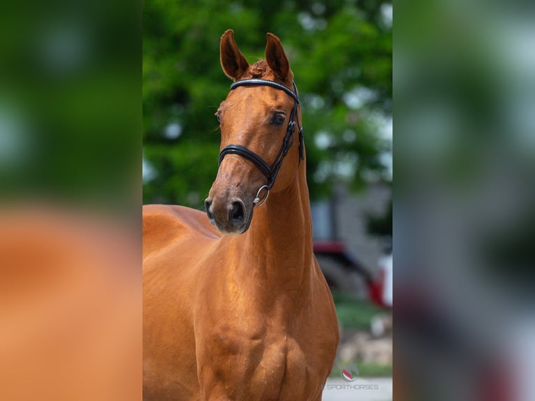 Oldenburg Stallion Embryo  in Kaulille