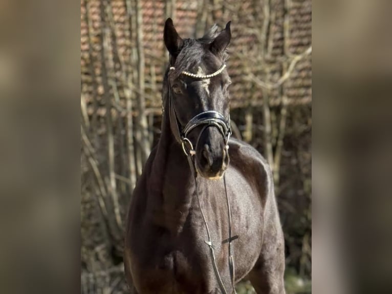 Oldenburg Gelding 10 years 15.2 hh Black in Schönthal