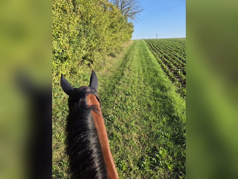 Oldenburg Mix Gelding 10 years 15,1 hh Brown in Kolitzheim