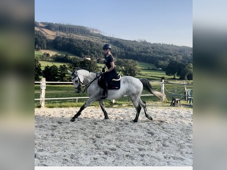 Oldenburg Gelding 10 years 15,2 hh Grey in Kalbe/Mildr