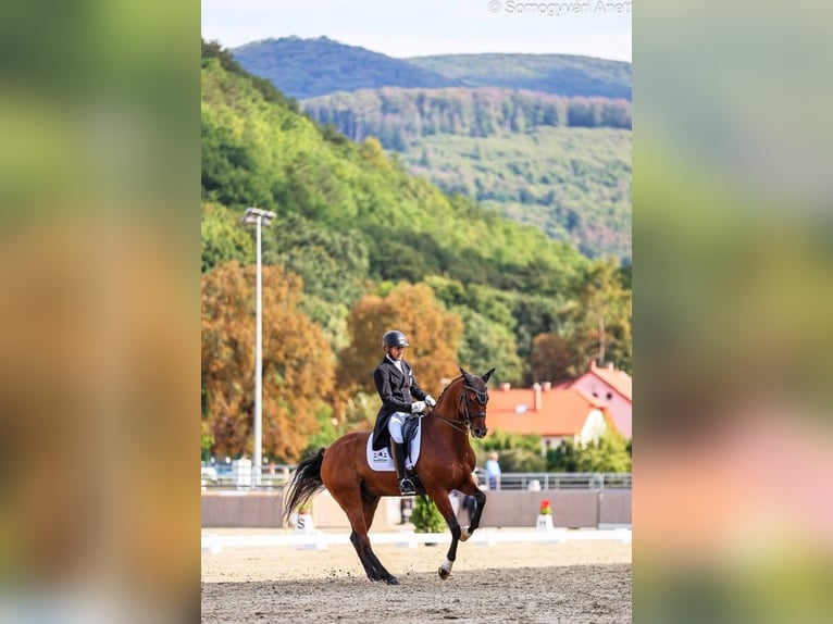 Oldenburg Gelding 10 years 15,3 hh Bay in Balatonfenyves