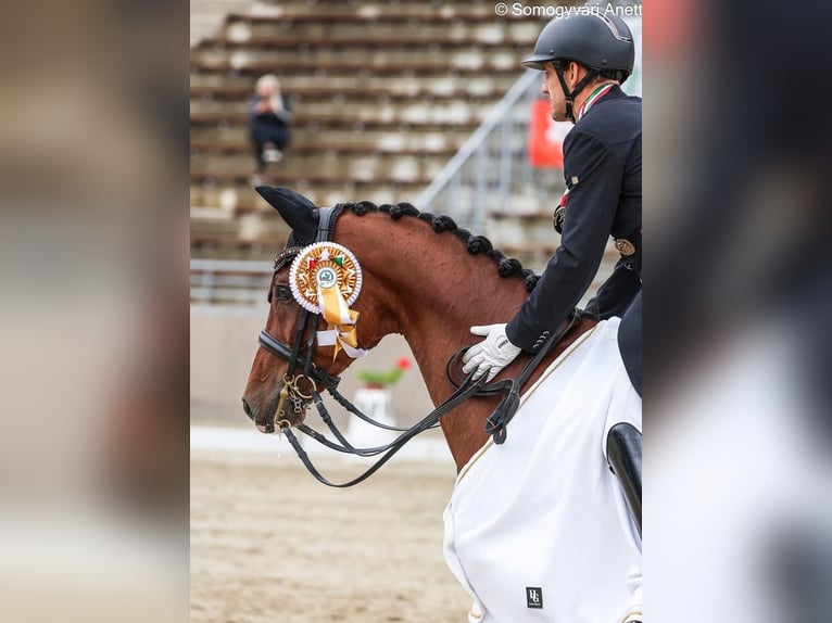Oldenburg Gelding 10 years 15,3 hh Bay in Balatonfenyves