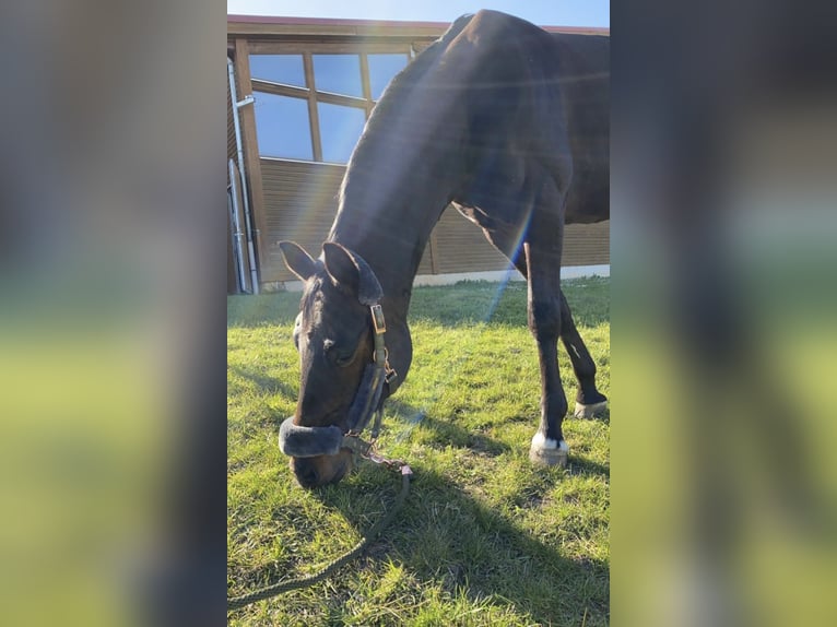 Oldenburg Gelding 10 years 15,3 hh Bay-Dark in Schkopau Korbetha