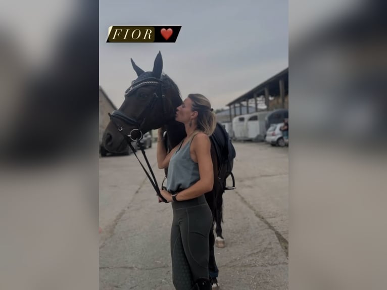 Oldenburg Gelding 10 years 15,3 hh Bay-Dark in Schkopau Korbetha