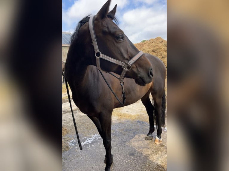 Oldenburg Gelding 10 years 15,3 hh Bay-Dark in Schkopau Korbetha