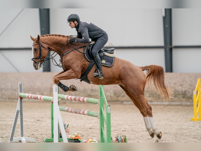Oldenburg Gelding 10 years 16.1 hh Bay in Zduchovice