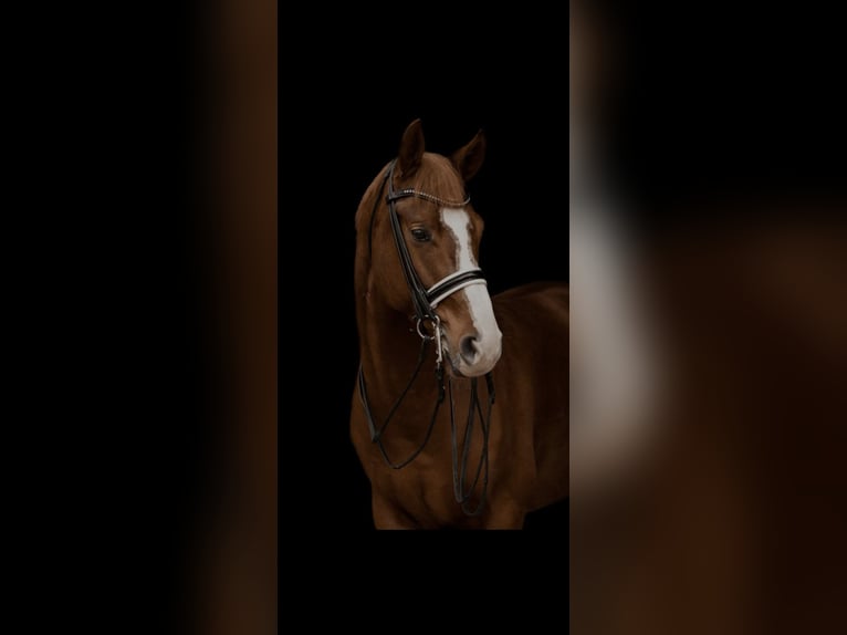 Oldenburg Gelding 10 years 16.1 hh Chestnut in Hergensweiler