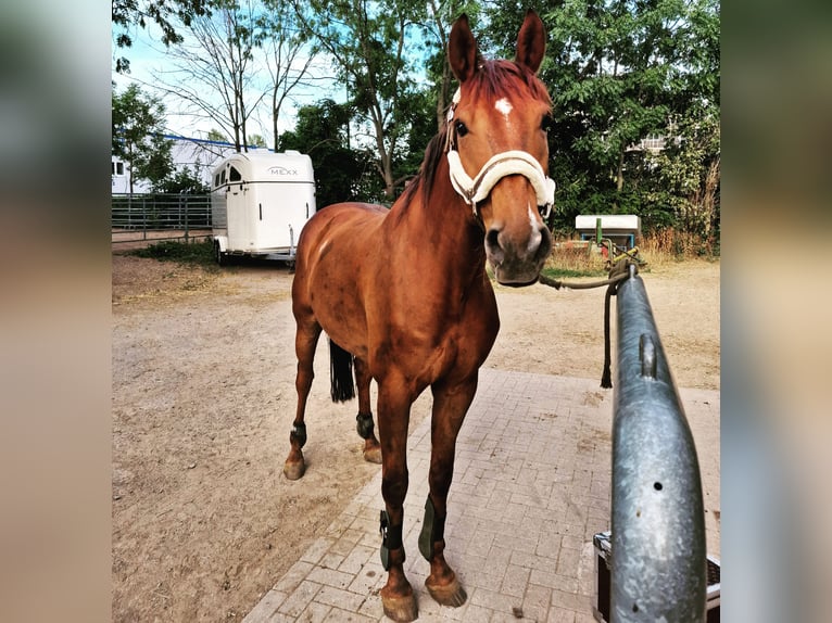 Oldenburg Gelding 10 years 16,1 hh Chestnut-Red in Sarstedt