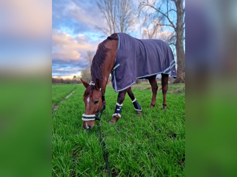 Oldenburg Gelding 10 years 16,1 hh Chestnut-Red in Sarstedt