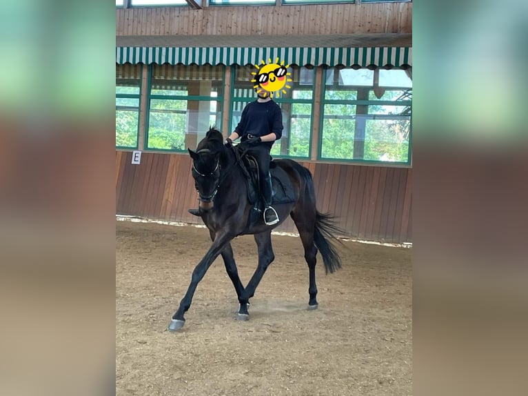 Oldenburg Gelding 10 years 16,2 hh Bay-Dark in Neunkirchen am Brand