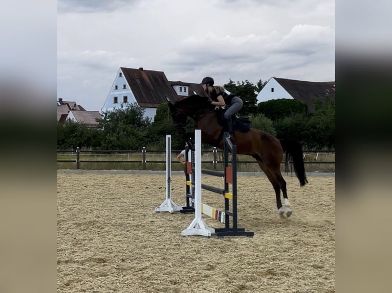 Oldenburg Gelding 10 years 16.2 hh Brown in Kümmersbruck