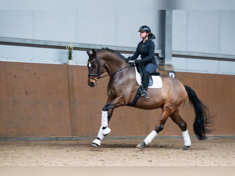 Oldenburg Gelding 10 years 16.2 hh Brown in Ziemięcice