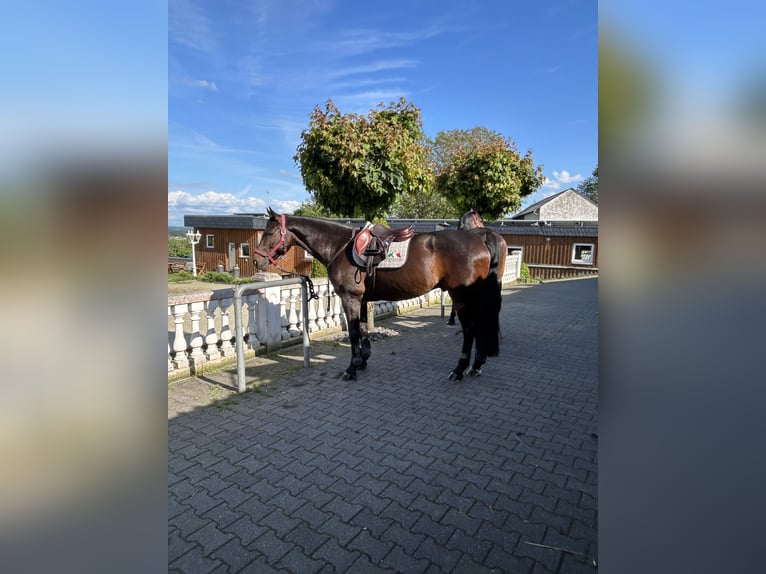 Oldenburg Gelding 10 years 16,2 hh Brown in Remagen