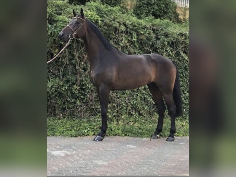 Oldenburg Gelding 10 years 16,2 hh Brown in Remagen